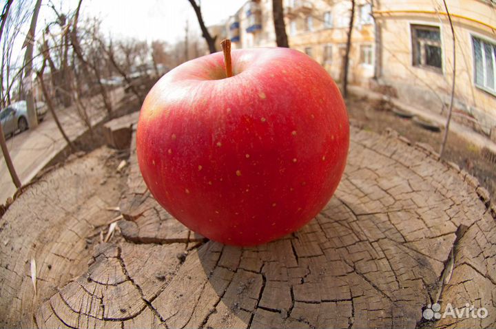 Обьективnikon DX AF Fisheye Nikkor 10.5mm 1:2.8G E