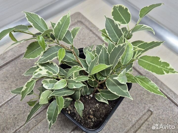 Фикус бенджамина Кинки