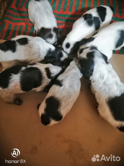 Собаки щенки