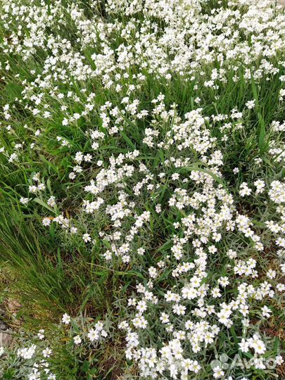 Ясколка войлочная