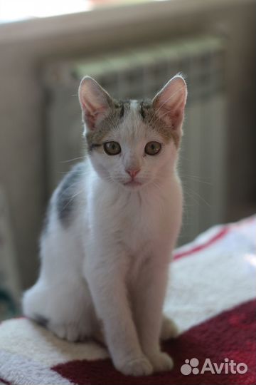 Белые малыши в добрые руки