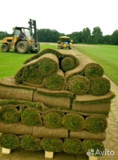 Рулонный газон