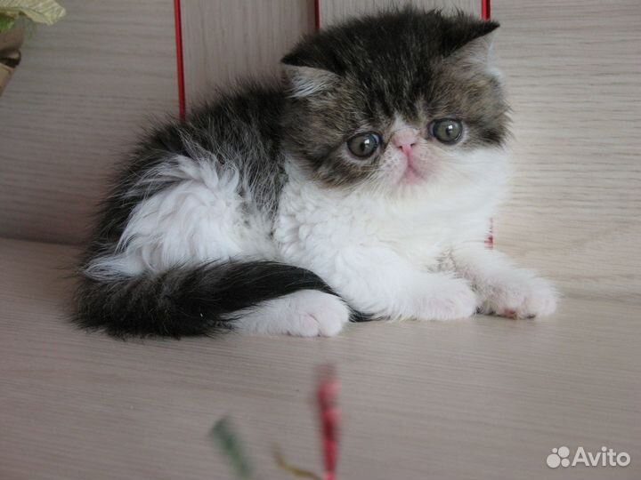 Котик биколор