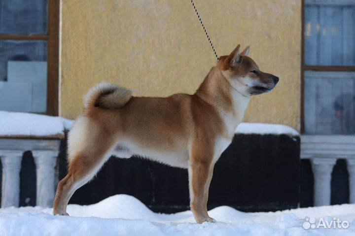 Вязка сиба ину