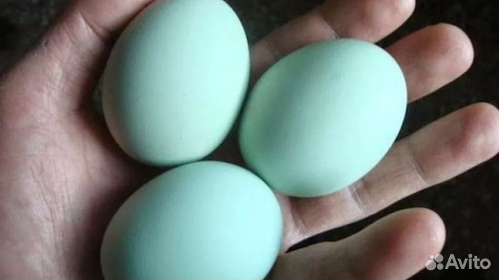 Яйца для инкубации от породистых кур. Лангедазы