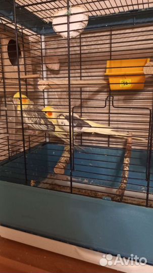 Попугаи корелла парочка