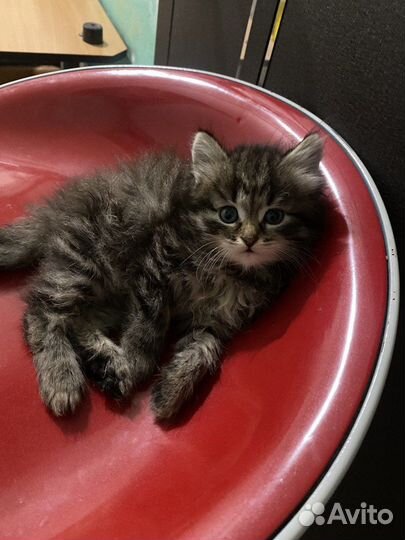 Котенок в добрые руки