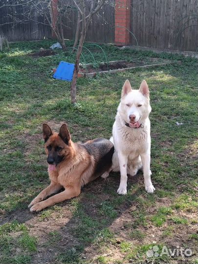 Передержка собак