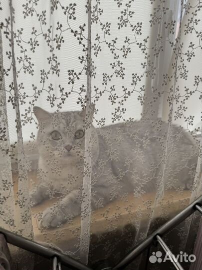Передержка кошек, собак