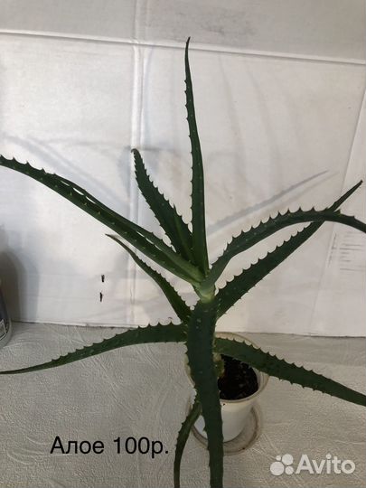 Суккуленты,кактусы