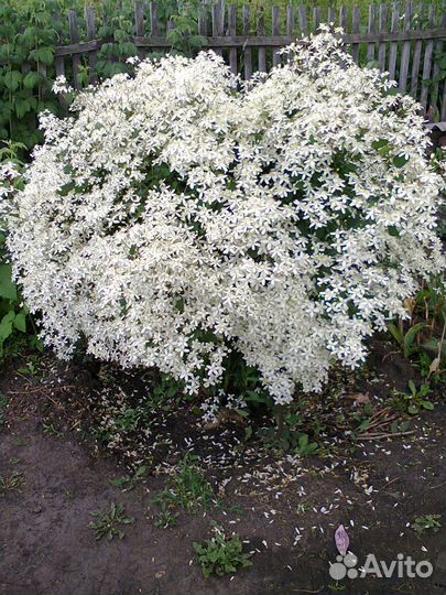 Клематис ** Снежное облако**