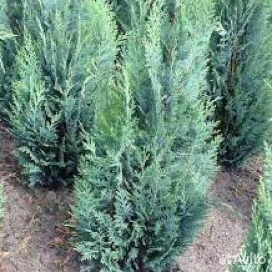 Кипарисовик Лавсона Вайт Спот