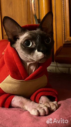 Канадский сфинкс