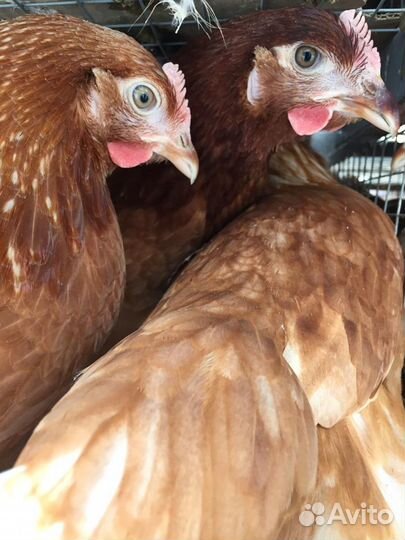 Несушка молодка