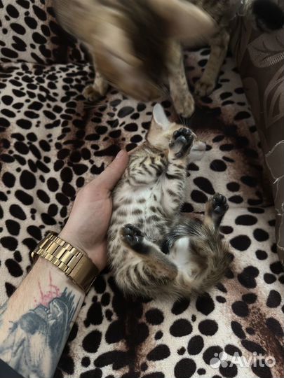 Бенгальская