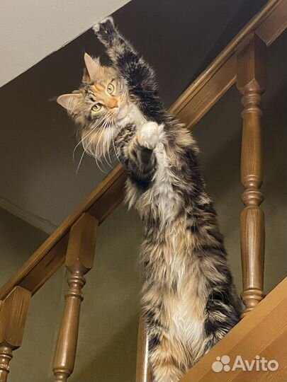 Мейн-кун в добрые руки