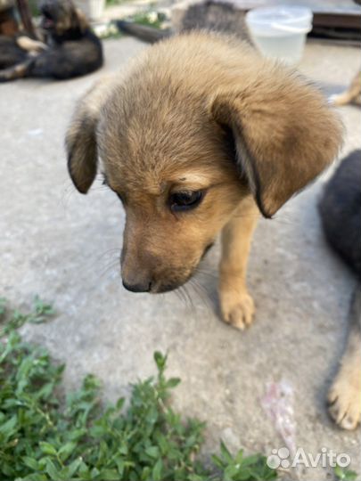 Щенки бесплатно