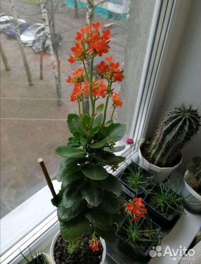 Каланхоэ декоративное отростки с корнями