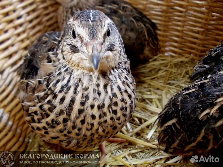 Комбикорм для перепелов финиш