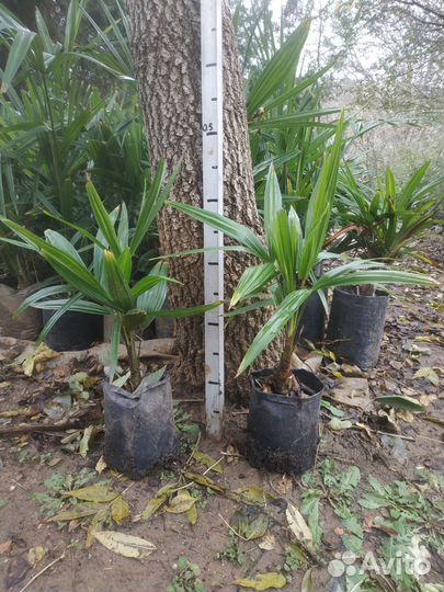 Пальма трахикарпус, сабаль