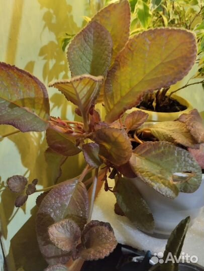 Цветы комнатные