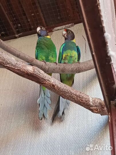 Попугаи разных пород