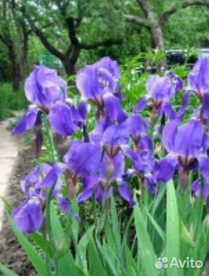 Ирисы
