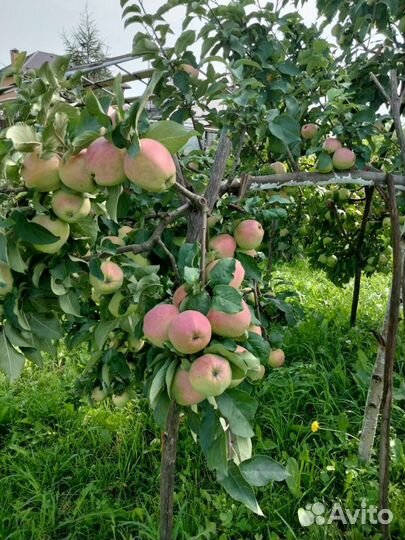 Фермерские продукты яблоки