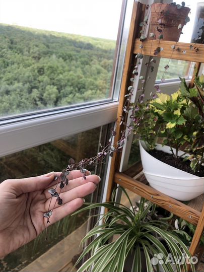 Комнатные растения, большой выбор (обн.13.07)