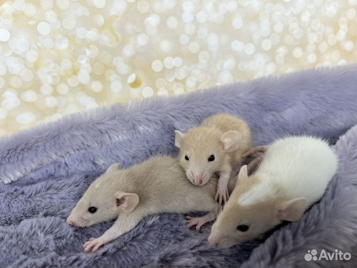 Крысята Дамбо, редкие окрасы