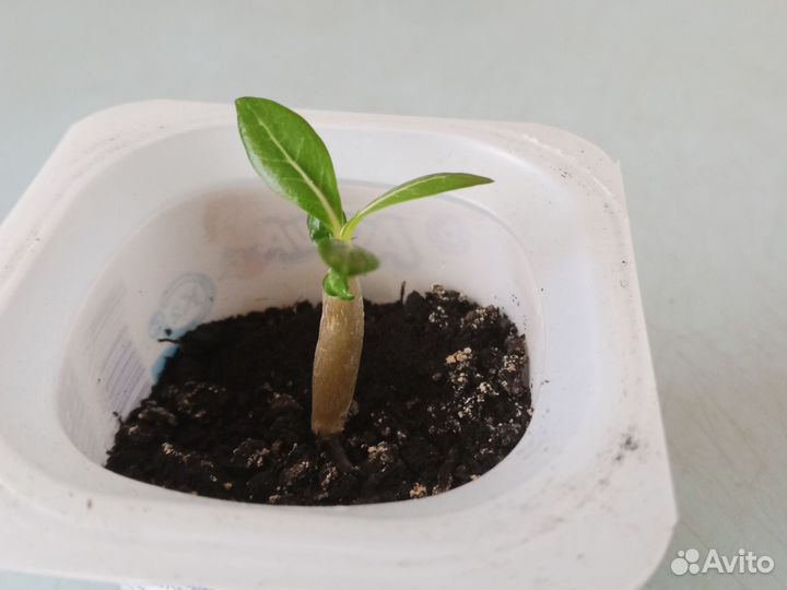 Рассада цветов комнатных