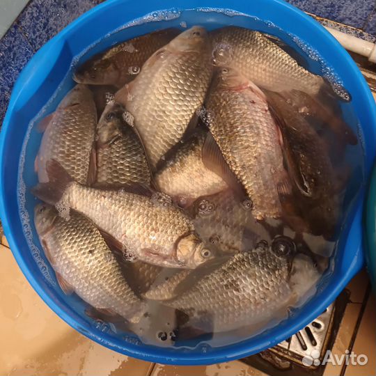 Карась свежий