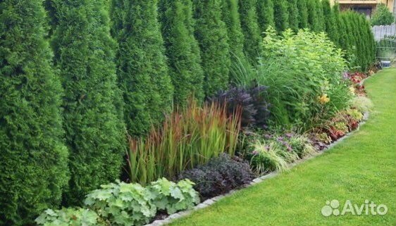 Туя западная Смарагд