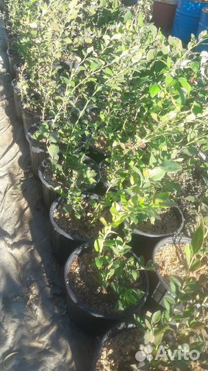 Саженцы голубики