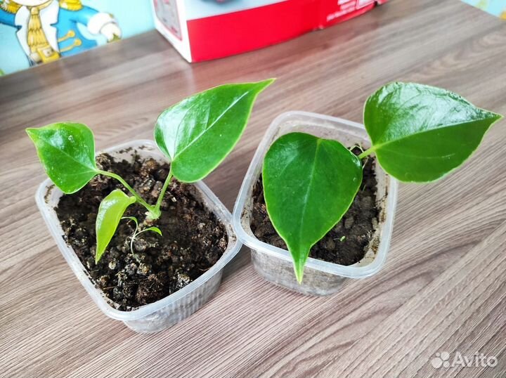 Детки антуриум красный