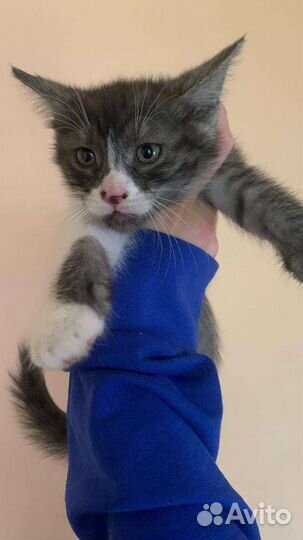Кошка в дар бесплатно