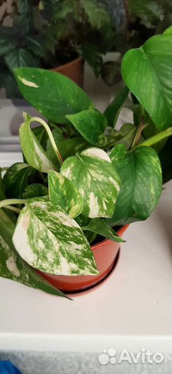 Эпипремнум золотистый