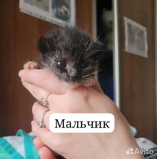 Котёнка Мотю бросила мама-кошка. В добрые руки