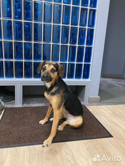 Домашние животные