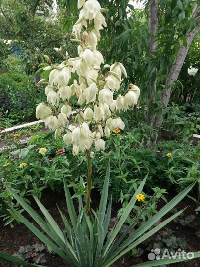 Юкка нитчатая садовая