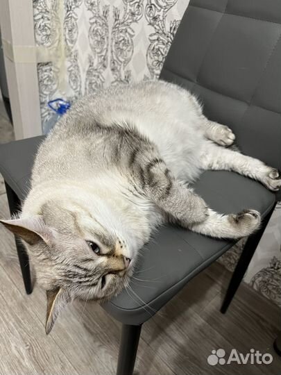 Кошки бесплатно