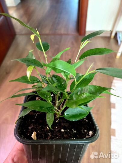 Фикус Наташа