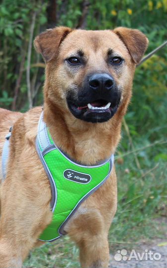 Собака Рой ищет дом