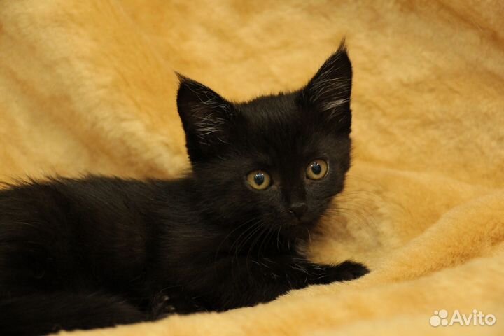 Котеночек девочка Кнопочка в добрые руки