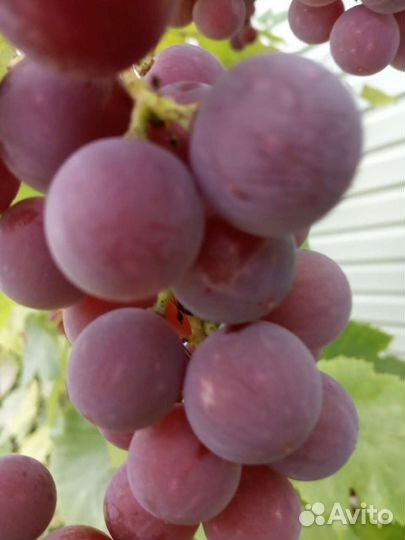 Виноград саженцы