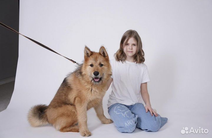 Акита ину метис, щенок