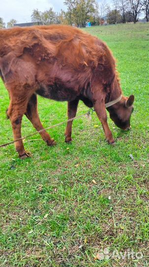 Продается телочка с телятами