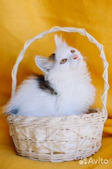 Малыш Каспер в поисках любящих ручек