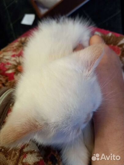 Котоняня с опытом работы