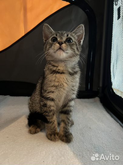 Котик бесплатно